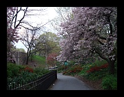 2010 Spring in Riverside Park w Billy-06